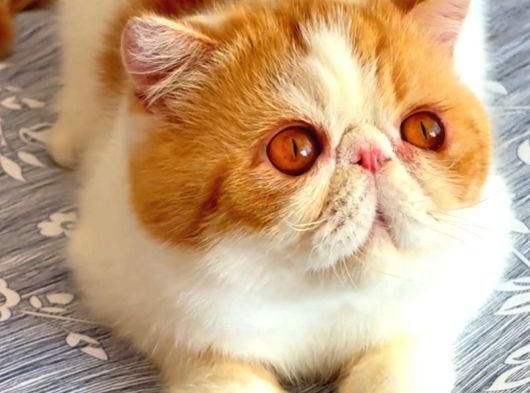 Kedi Lerim  Ile Ilgili Bilgi Için Lütfen Arayın görsel