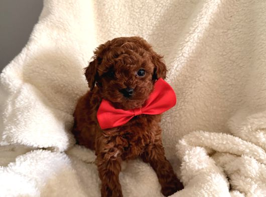 En Güzell Poodle Yavruları Bizdeee görsel