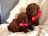 En Güzell Poodle Yavruları Bizdeee