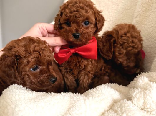 En Güzell Poodle Yavruları Bizdeee görsel