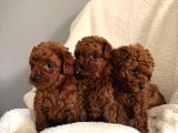En güzell poodle yavruları bizdeee