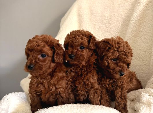 En Güzell Poodle Yavruları Bizdeee