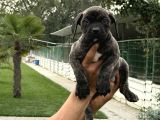 Cane Corsa Alan Koruma Köpeği Yavruları