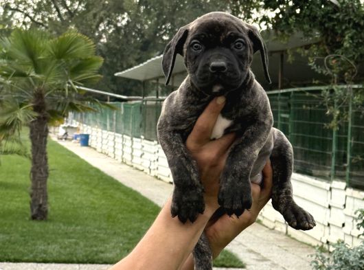 Cane Corsa Alan Koruma Köpeği Yavruları görsel