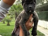 Cane Corsa Alan Koruma Köpeği Yavruları