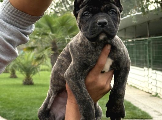 Cane Corsa Alan Koruma Köpeği Yavruları görsel