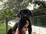 Cane Corsa Alan Koruma Köpeği Yavruları