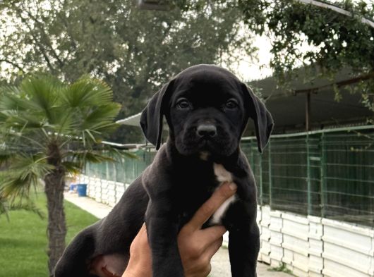 Cane Corsa Alan Koruma Köpeği Yavruları görsel
