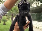 Cane corsa alan koruma köpeği yavruları
