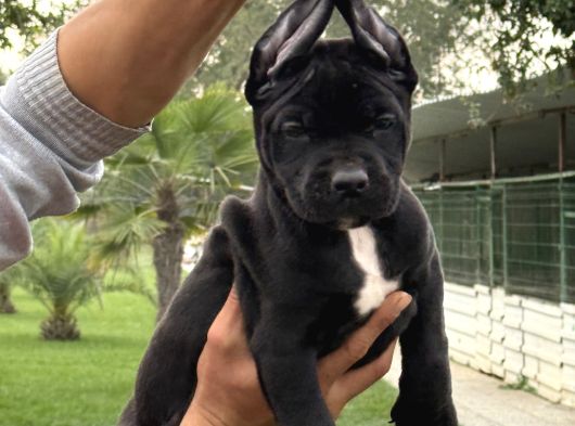 Cane Corsa Alan Koruma Köpeği Yavruları