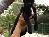 Cane Corsa Alan Koruma Köpeği Yavruları