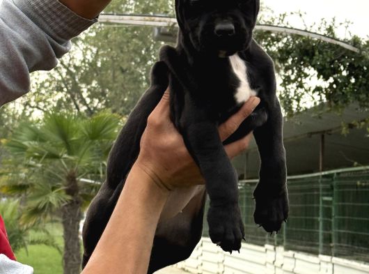 Cane Corsa Alan Koruma Köpeği Yavruları görsel