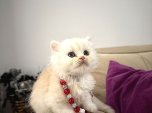 2 Aylık Sağlık Garantili British Longhair görsel