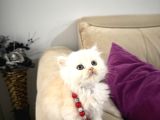 2 Aylık Sağlık Garantili British Longhair