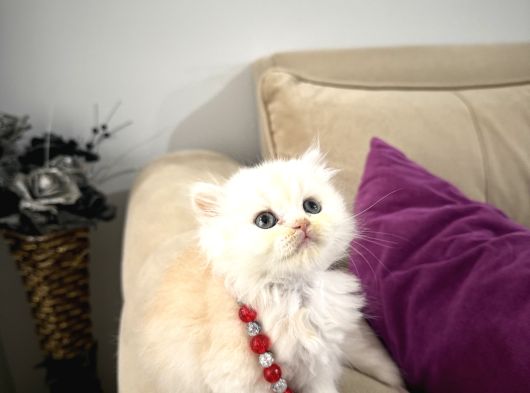 2 Aylık Sağlık Garantili British Longhair görsel
