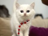 2 Aylık Sağlık Garantili British Longhair