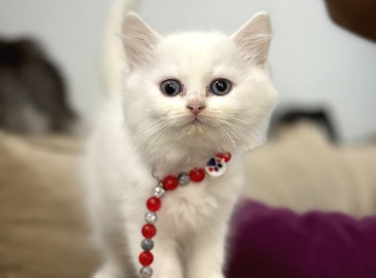 2 Aylık Sağlık Garantili British Longhair görsel