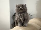 2 Aylık Sağlık Garantili British Longhair