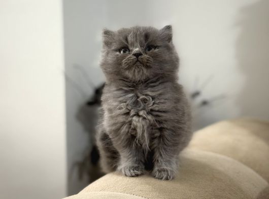 2 Aylık Sağlık Garantili British Longhair görsel