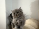 2 Aylık Sağlık Garantili British Longhair