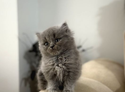 2 Aylık Sağlık Garantili British Longhair görsel