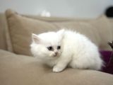 2 Aylık Sağlık Garantili British Longhair