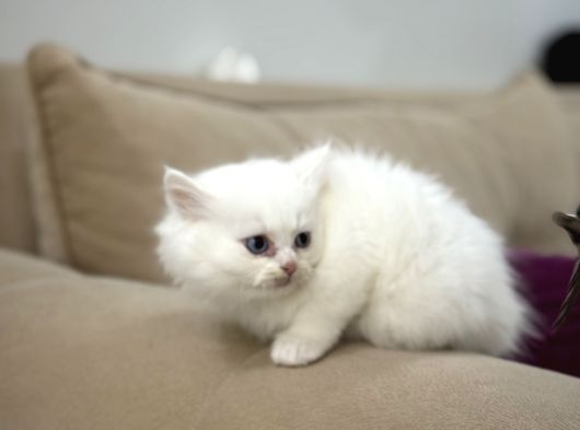 2 Aylık Sağlık Garantili British Longhair