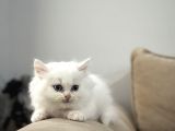 2 Aylık Sağlık Garantili British Longhair