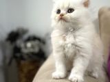 2 Aylık Sağlık Garantili British Longhair