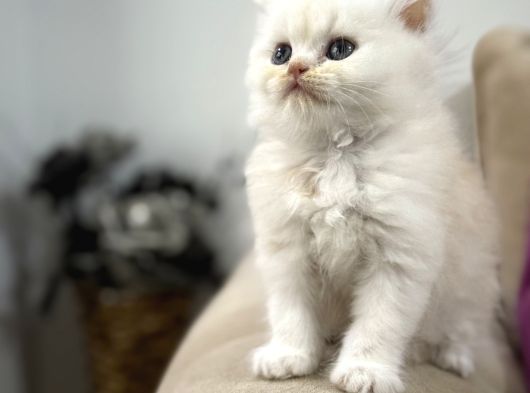 2 Aylık Sağlık Garantili British Longhair görsel