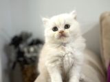 2 Aylık Sağlık Garantili British Longhair