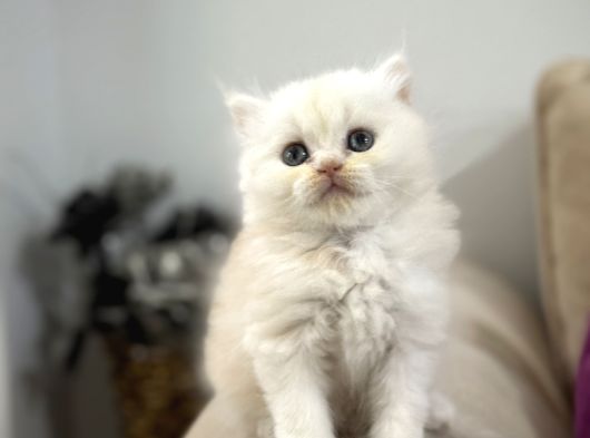 2 Aylık Sağlık Garantili British Longhair