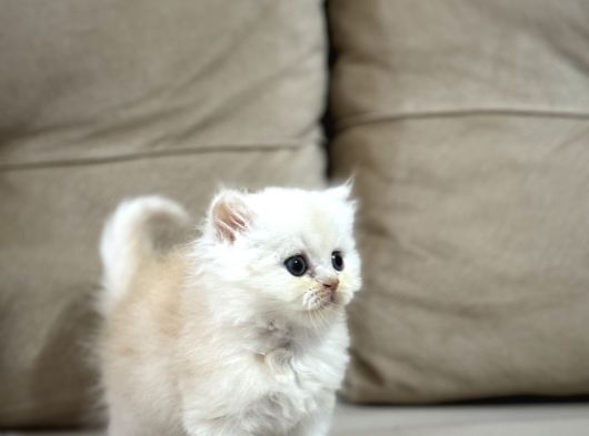 2 Aylık Sağlık Garantili British Longhair görsel