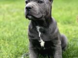 Blue Cane Corso Yavrular