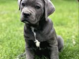 Blue Cane corso yavrular