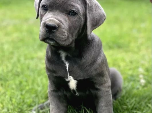 Blue Cane Corso Yavrular