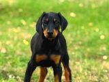 Show kalite Doberman yavrular