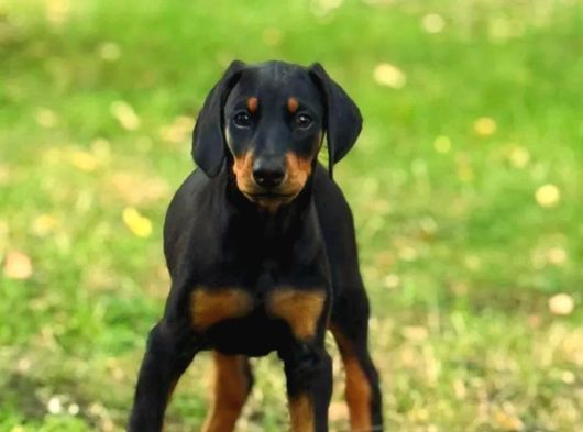 Show Kalite Doberman Yavrular