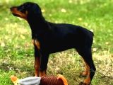 Show Kalite Doberman Yavrular