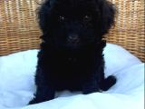 Siyah inciler toy poodle yavrular