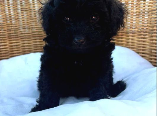 Siyah Inciler Toy Poodle Yavrular