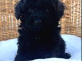 Siyah Inciler Toy Poodle Yavrular