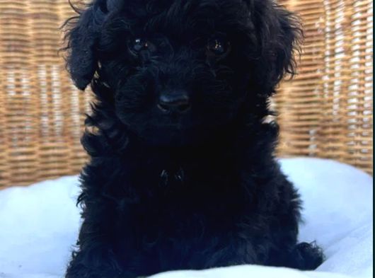 Siyah Inciler Toy Poodle Yavrular görsel