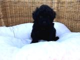 Siyah Inciler Toy Poodle Yavrular