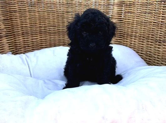 Siyah Inciler Toy Poodle Yavrular görsel