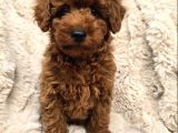 Toy poodle yavrular ırkının en güzeli