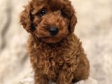 Toy Poodle Yavrular Irkının En Güzeli