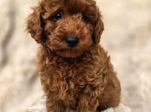 Toy Poodle Yavrular Irkının En Güzeli görsel