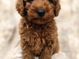 Toy Poodle Yavrular Irkının En Güzeli