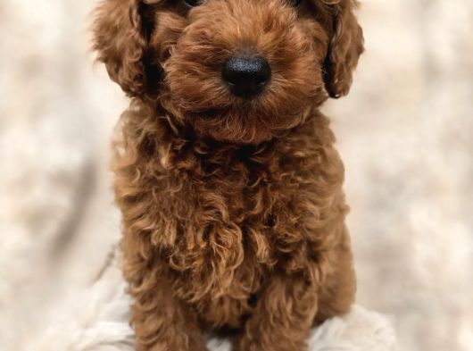 Toy Poodle Yavrular Irkının En Güzeli görsel